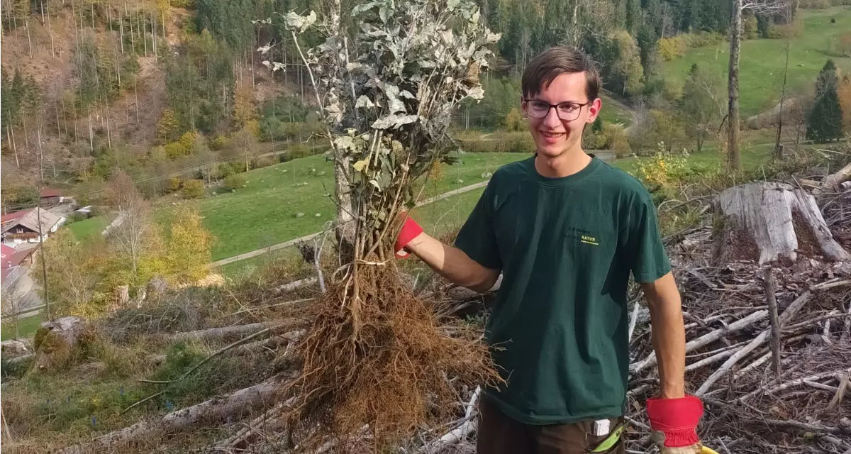 Auf den von Borkenkäfern verwüsteten ehemaligen Waldstücken im Zastlertal nahe Oberried pflanzt Erik neue Bäume.