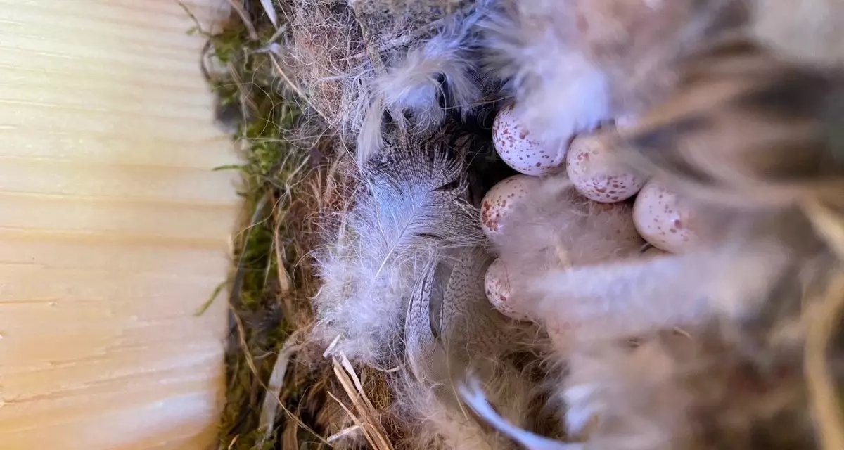 Viktoria und Lukas: „Wir erhalten Einblicke in viele Natur- und Artenschutzmaßnahmen, zum Beispiel bei der regelmäßigen Kontrolle von Nistkästen im Stadtgebiet.“