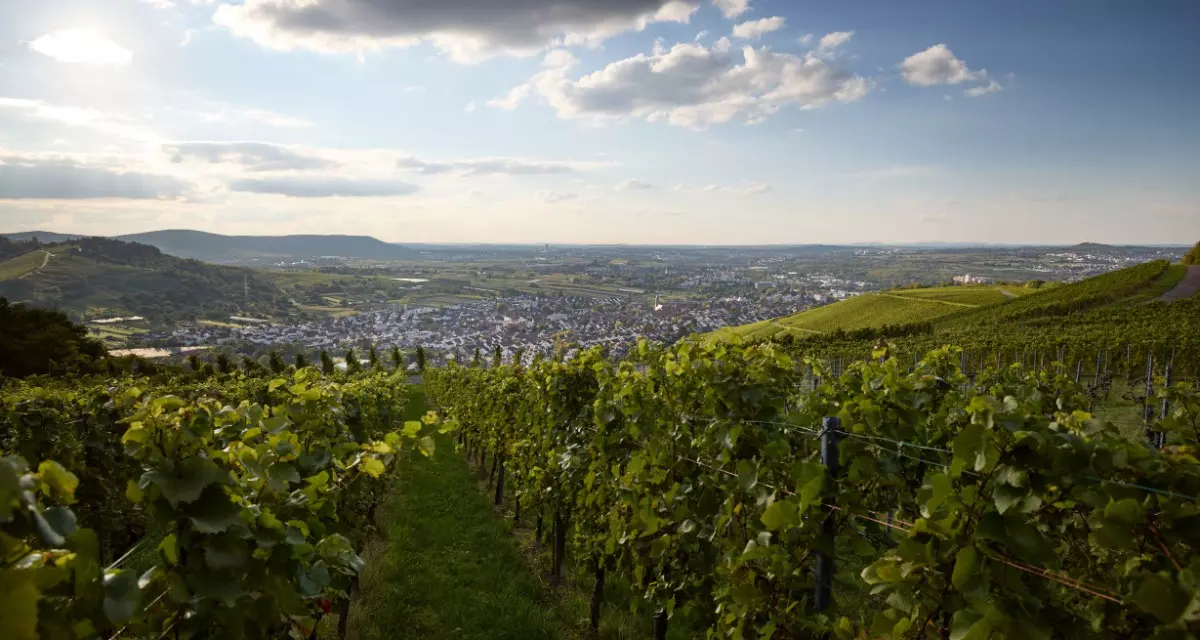 Beutelsbach Panorama. Quelle: LpB BW | Foto: Gottfried Stoppel