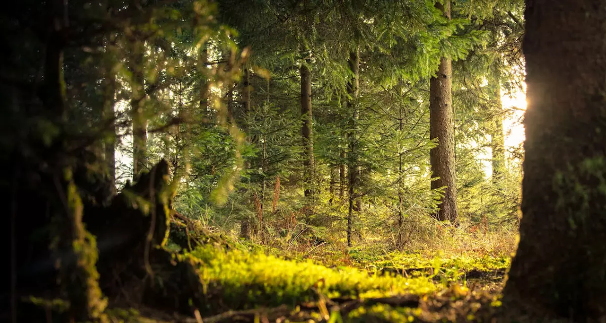 Sonnenlicht fällt durch die Bäume. Foto: Pexels | Myriam Zilles