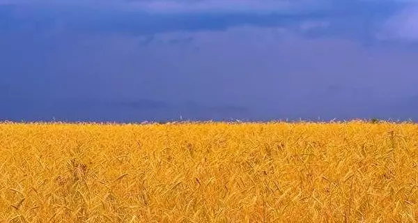 Зерновое поле в Украине