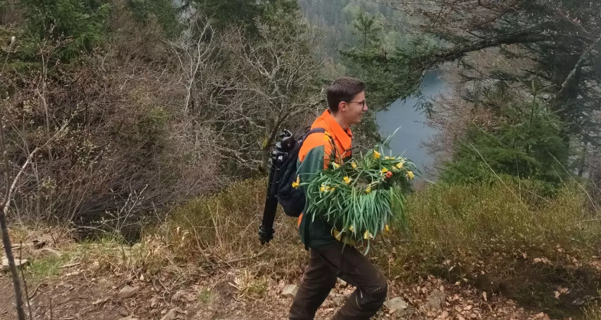 Im Bannwald über dem Feldsee entfernen die FÖJler:innen invasive Arten aus geschützten Biotopen und betreiben Wildtiermonitoring.