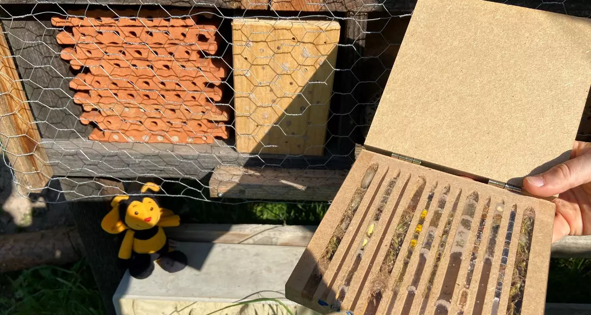 Viktoria und Lukas: „Wichtigster Bestandteil unserer Einsatzstelle ist die Naturpädagogik. Wie wichtig auch kleinere Akteure wie Bienen sind, zeigen wir den Kindern zum Beispiel bei unseren naturpädagogischen Angeboten am Insektenhotel.“