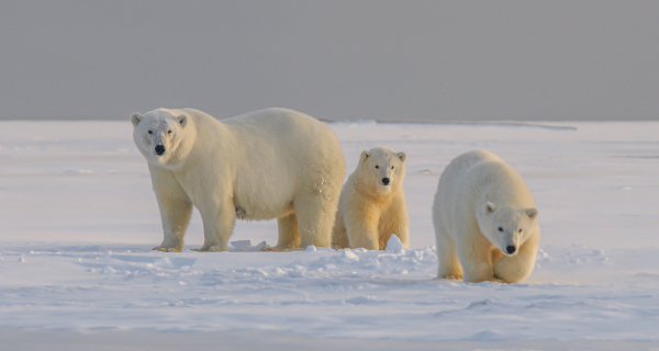 Wegen der globalen Erderwärmung wird auch der Lebensraum von Eisbären immer knapper. Foto: unsplash | Hans-Jürgen Mager