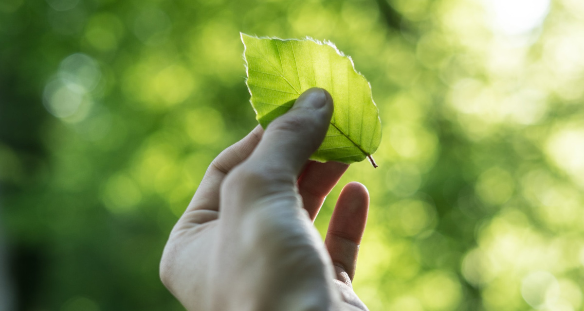 Jede:r kann etwas für die Umwelt tun. Foto: unsplash | Tobias Weinhold