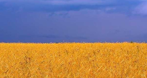 Getreidefeld in der Ukraine | Foto: Anton Jankowoj